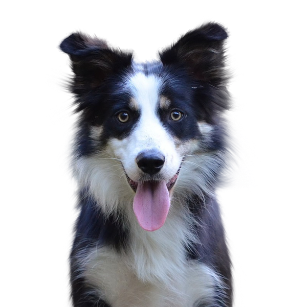 Border Collie - Rassebeschreibung, Haltung, Pflege & Co. | Dogondo.de